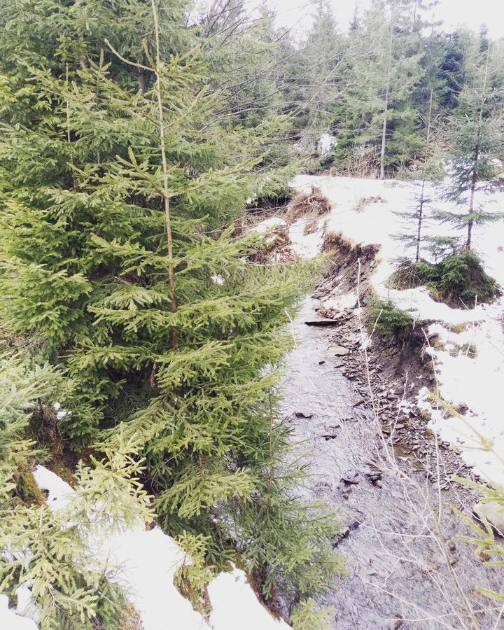 Wooddream Otel Volovets Dış mekan fotoğraf